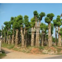 大葉香樟、移栽香樟、香樟小苗