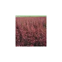 出售20-30瓜子黃楊 3-8分支紫荊