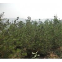 大量出售各種規(guī)格的油松，白皮松和五角楓