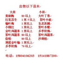 低價出售黃刺梅 多季梅 紫葉風(fēng)箱果 金葉風(fēng)箱果 東北連翹大苗