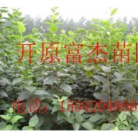 榆葉梅-藍(lán)葉忍冬-冷香玫瑰-紅花忍冬-東北連翹