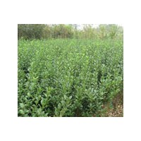 定州苗木花卉批發(fā)大葉黃楊