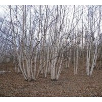 供應(yīng)各種規(guī)格白樺樹，蒙古櫟，五角楓，云杉，山丁子