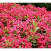 熱銷紅王子錦帶