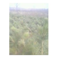 供應(yīng)各種綠化苗、種子 核桃苗 紅葉小檗 大葉黃楊 側(cè)柏 五角楓