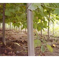 河南法桐苗圃基地賣法桐