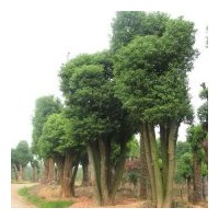 急售一批8公分移栽香樟和各種規(guī)格的湖南香樟！