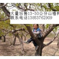 出售山楂樹(shù)