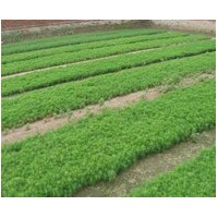 本人長(zhǎng)期出售 樟子松、油松、側(cè)柏 、 水臘、五角楓、 紅花王子、