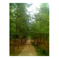 邳州尚源銀杏樹苗木基地最新價(jià)格