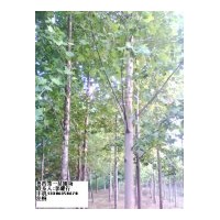 山東千頭椿，毛白楊，國槐，白蠟，法桐，合歡