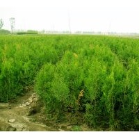 大量供應營養(yǎng)杯側柏