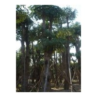 苗木：幌傘楓、藍(lán)花楹、宮粉紫荊、仁面、美麗異木棉