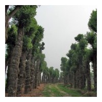供移栽骨架香樟(多桿)