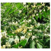 銷售金銀木，地被菊、馬蓮，馬蘭