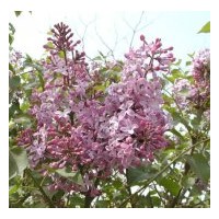 河北園藝苗木紫丁香熱銷中 四季玫瑰、紅葉碧桃、綠葉碧桃