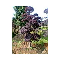 出售紅花繼木 羅漢松  桂花樹(shù)   紅楓   紅葉石楠  欏木石楠 紫薇