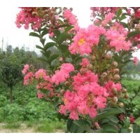 供應(yīng)綠化苗木紫薇 桂花，大葉女貞，法國冬青，香櫞，香樟，合歡