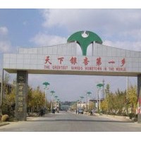 11年下半年辰楓銀杏樹報價