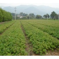 本人大量供應當年;濕地松、馬尾松、紅豆杉、杉苗、楓香、木荷。