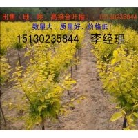 供河北苗木：金葉榆