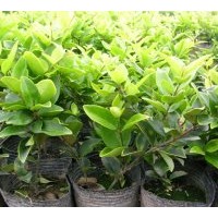 供應(yīng)喬木，花灌木，綠籬苗木，花卉，花木，綠化苗木