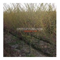 出售垂絲海棠 胸徑3-8公分