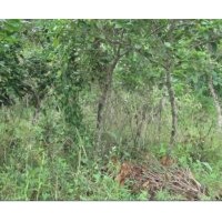 出售八月桂，羅漢松 鴨腳木 夾竹桃 天竺桂