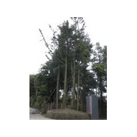 出售叢生銀杏 移栽多年