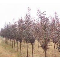 供應(yīng)3-5公分紫葉李