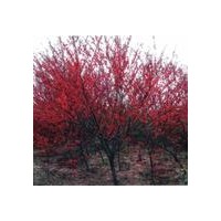 出售：紅葉碧桃 法桐、國(guó)槐、白蠟、欒樹、金枝槐、金葉槐、金葉