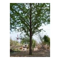 供邳州銀杏 實(shí)生苗，嫁接苗