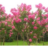 紫薇樹 江蘇紫薇產(chǎn)地價格