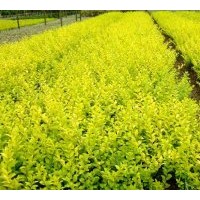 常年出售各類(lèi)綠化小苗：金葉女貞 紅葉小檗