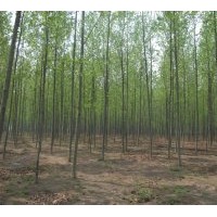 出售速生法桐