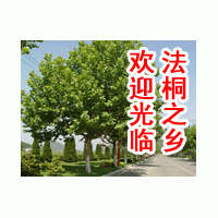 供18法桐 造型法桐