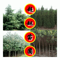 南京廣玉蘭基地苗圃