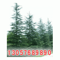 供廣玉蘭、雪松等喬灌木