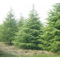 供應(yīng)雪松 廣玉蘭 紅葉石楠 大葉女貞等綠化苗木