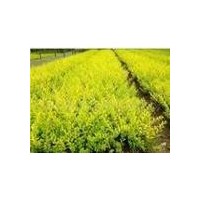 出售蜀檜.紅葉小檗.金葉女貞.龍柏.黃楊