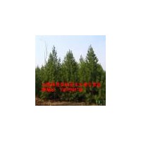 山西白皮松，山西油松，山西國槐