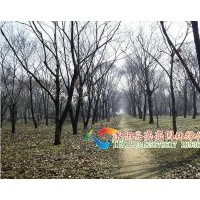 低價直銷紅豆杉，板栗，棗樹，楸樹，皂角，桃樹，山楂樹等喬木