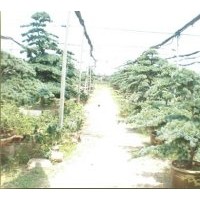 供應(yīng)造型五針?biāo)?/></a>
<div><a href=