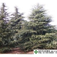 銷售雪松、廣玉蘭、紅葉石楠