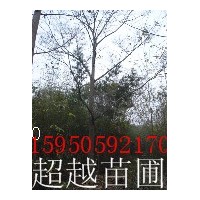 提供樸樹基地 南京樸樹最新價(jià)格