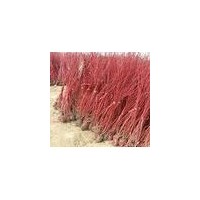 專售紅瑞木，連翹