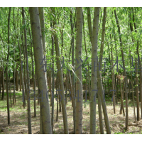 供應：2-10cm速生柳