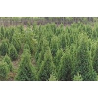 長(zhǎng)期供應(yīng)金葉女貞、紅葉小檗、大葉黃楊、小葉黃楊、朝鮮黃楊