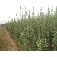 北海道黃楊苗供應(yīng)