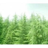 以雪松為主的各種綠化苗木